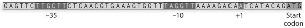 In the following prokaryotic DNA sequence, label the highlighted regions.     Using the prokaryotic DNA sequence above, describe the relationship between the highlighted regions and how mutations in each region may affect gene expression.