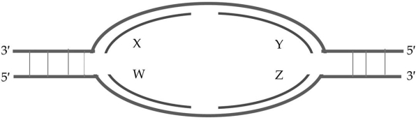 Based on the following replication bubble, which of these statements is true?   A)  W and Z are leading strands, X and Y are lagging strands B)  X and Z are leading strands, W and Y are lagging strands C)  X and Y are leading strands, W and Z are lagging strands D)  W and Y are leading strands, X and Z are lagging strands E)  X and W are leading strands, Y and Z are lagging strands
