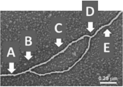 Which arrow(s)  point(s)  to the location of helicase in the diagram shown?   A)  A B)  B C)  C D)  A and E E)  B and D