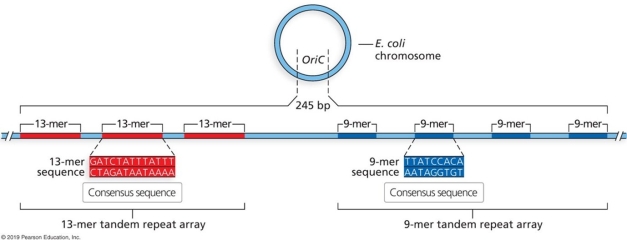 Describe the function of the oriC. What do you predict will happen to the cell if 100 bp between the 13- mer and 9- mer sequence is deleted as indicated in the figure?
