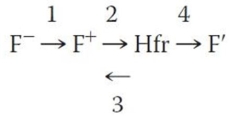 In the flow diagram shown below, which of the following is an inaccurate relationship between bacterial strains in the various F factor states?   A)  Link 1 represents transfer of an entire F plasmid. B)  Link 4 represents excision of the F plasmid plus some host DNA from the chromosome. C)  Link 3 represents precise excision of the F plasmid from the chromosome. D)  Link 2 represents integration of the F plasmid into the host chromosome. E)  All four links represent accurate relationships.