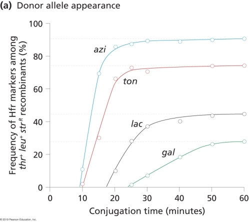 <strong>Jacob and colleagues developed a time- of- entry mapping technique. They used the genes for threonine and leucine synthesis (thr and leu), which are near the oriT site, as selected markers. Additionally, they used an E. coli F- strain P678 that has dysfunctional variants for all of the genes studied. They also used an HfrH strain that carried a functional allele for all genes studied. Which of the following statements is FALSE regarding the time- of- entry profile they acquired?  </strong> A) The azi gene is closer to the thr and leu genes than the ton, lac, and gal genes. B) The ton gene is found between the azi and lac genes. C) Had the experiment continued, a time of entry map could be viewed for the entire E. coli chromosome. D) The lac+ allele appears at about 16 or 17 minutes. E) At 40 minutes, nearly 20% of exconjugants screened for the selected markers have the gal allele. <div style=padding-top: 35px> 
