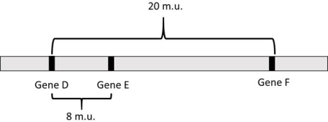  Refer to this map to answer the questions:    a) What is the distance between gene E and gene F? b) Assuming I = 0, what is the probability of no crossovers between gene D and gene E? c) Assuming I = 0, what is the probability of no crossovers between gene E and gene F? d) Considering both gene pairs, what is the proportion of nonrecombinant gametes? e) What is the predicted frequency of each parental gamete (DEF/def )? f) What is the recombination frequency between gene D and gene E? g) What is the recombination frequency between gene E and gene F? h) What is the frequency of two single recombinant gametes between genes D and E? i) What is the frequency of two single recombinant gametes between genes E and F? j) What is the frequency of each of the double- recombinant gametes, DeF and dEf? k) Fill in the blanks below to prove that the sum of the frequencies of the eight predicted gamete genotypes is e 1.0:   \overline { D E F } ^ { + } + \frac { } { d e f } + \frac { } { D e f } +\frac { } { d E F } +\frac { } { D E f } + \frac { }{ d e F } +\frac { } { D e F } + \frac { } { d E f } = 1