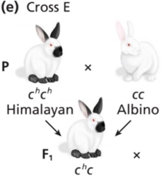 The parental cross between a rabbit with the Himalayan phenotype (genotype chch)  and an albino rabbit (genotype cc)  results in F1 rabbits that all have the Himalayan phenotype (genotype chc) .   If the resulting F1 rabbits are crossed, what proportion of the F2 offspring will have the Himalayan phenotype and what causes the hypomorphic ch allele to be unstable and result in the distinctive fur pattern? A)  3/4; complementation B)  1/2; complementation C)  3/4; temperature D)  1/4; temperature E)  1/2; temperature
