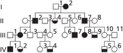 Brachydactyly type D is human autosomal dominant condition in which the thumbs are abnormally short and broad. In most cases, both thumbs are affected, but occasionally just one thumb is involved. The pedigree above shows a family in which brachydactlyly type D is segregating. Filled circles and squares represent females and males who have involvement of both thumbs. Half- filled in symbols represent family members with just one thumb affected?    There is evidence of variable expressivity and incomplete penetrance in this family. Which individu most likely nonpenetrant for the trait?  A)  III- 10 B)  III- 11 C)  IV- 1 D)  II- 4 E)  IV- 5