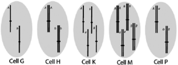 Which of the following cells could be created from a mitotic division but would not be created during a normal meiosis?   A)  Cell G B)  Cell H C)  Cell K D)  Cell M E)  Cell P
