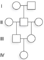 <strong>How would you calculate the coefficient of inbreeding for individual IV- 1 in the pedigree below? </strong> A) F= 2(1/2)3 B) F= 4(1/2)2 C) F= 2(1/2)2 D) F= 2(1/2)4 E) F= 4(1/2)3