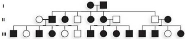 In mice, black coat color is dominant to white coat color. In the pedigree below, mice with a black coat are represented by darkened symbols, and those with white coats are shown as open symbols.   What could you conclude regarding the genotype of mouse II- 3 if a testcross resulted in 5 mice with black coat color and 6 mice with white coat color? A)  The genotype of II- 3 must be homozygous dominant. B)  The genotype of II- 3 could be homozygous dominant or heterozygous. C)  The genotype of II- 3 must be homozygous recessive. D)  The genotype of II- 3 could be homozygous recessive or heterozygous. E)  The genotype of II- 3 must be heterozygous.