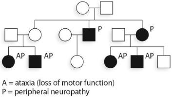 The accompanying hypothetical pedigree is for a family where some members have symptoms of Leigh syndrome, which is caused by an mtDNA mutation that reduces ATPase activity.    Which of the following in the youngest generation might transmit the condition in the future? A)  only those with an affected mother B)  any of the members of this generation C)  any of those affected D)  any of the affected women E)  any of the women