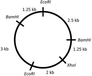 What size fragments you would expect from an EcoRI/ XhoI double digest of the plasmid below?   A)  2 kb, 3.75 kb, 4.25 kb B)  2 kb, 8 kb C)  1.25 kb, 2 kb, 2.5 kb, 3 kb D)  1.25 kb, 2.5 kb, 3 kb, 3.25 kb E)  2.5 kb, 3 kb, 3.25 kb