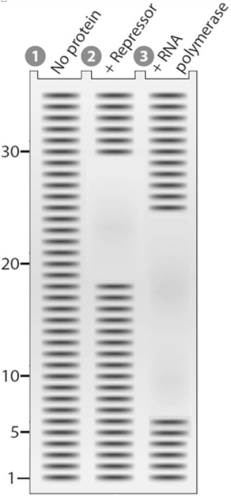 The electrophoresis gel shown below is from a DNase I footprint analysis of an operon transcription control region. Separate samples of control- region DNA were exposed to DNase I and run in the following lanes: uprotected DNA is in lane 1, DNA protected by repressor is in lane 2, and DNA protected by RNA polymerase is in lane 3.   Based on the gel, what nucleotide positions are occupied by the repressor and RNA polymerase? A)  19 through 29 by the repressor and 7 through 24 RNA polymerase B)  1 through 18 by the repressor and 1 through 6 by RNA polymerase C)  30 through 35 by the repressor and 7 through 24 by RNA polymerase D)  1 through 18 by the repressor and 25 through 35 by RNA polymerase E)  19 through 29 by the repressor and 1 through 6 by RNA polymerase