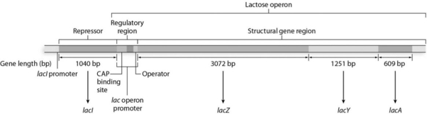 What is the purpose of the lac operon, and under what circumstances is it activated? Describe the structure of the lac operon, including the repressor protein, structural genes, and regulatory regions of the operon. What is the role of catabolite repression in the lac operon?   