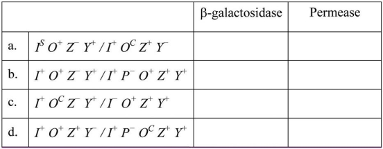 For each of the following E. coli partial diploid strains, indicate whether expression of fi- galactosidase and permease is inducible (I), constitutive (C), or noninducible (N). Assume glucose levels are very low. Which of the strains are able to use lactose as their sole carbon source?