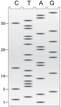 Using the autoradiograph of a DNA sequencing gel below determine which of the following is the sequence of the 35- bp operon transcription control region.   