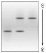 Hereditary anemia known as sickle cell disease (SCD)  results from inheritance of a variant form of fi- globin protein (fiS) , rather than the wild- type fi- globin protein (fiA) . The fiS protein does not migrate as far as the fiA protein. Which of following does NOT explain why the gel electrophoresis lane containing the hemoglobin protein from the heterozygous (fiAfiS)  individual has two protein bands?   A)  The protein bands migrated different distances based solely on differences in molecular weight. B)  The different electrophoretic mobility of the two proteins was a result of differences in their molecular weight, charge, and/ or shape. C)  The band closer to the origin of migration contained fiS protein and the band farther from the origin of migration contained fiA protein. D)  The fiS protein has a lower electrophoretic mobility. E)  The fiA protein has a higher electrophoretic mobility.