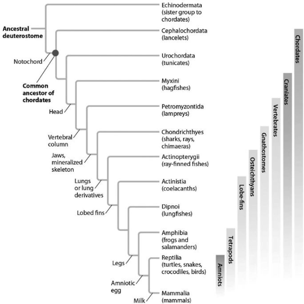 In the phylogenetic tree below, which feature distinguishes snakes and mammals from frogs and salamanders?   A)  legs B)  head C)  milk D)  notochord E)  amniotic egg