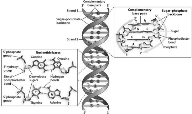 DNA strands can be pulled apart by adding heat and  melting  the double- stranded DNA. The temperature required that melts a region of DNA changes based on the base- pair composition. Based on the structure of the A- T and C- G bonds in the accompanying figure, which type of bond would require more energy (heat) to break? How might this help you predict which regions of the DNA helix may be the most stable and harder to break apart?   