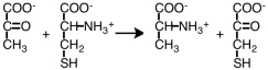 Which process is represented by the following reaction?   A) transamination B) deamination C) decarboxylation D) aminogenesis