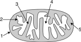  Consider the diagram of a mitochondrion shown below.Which of the numbered locations is where  \beta -oxidation occurs?   A) 1 B) 2 C) 3 D) 4 