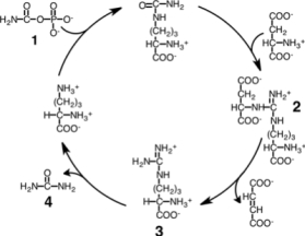 Consider the simplified diagram of the urea cycle shown below.Which species,numbered 1 through 4,is synthesized in the mitochondria?   A) 1 B) 2 C) 3 D) 4