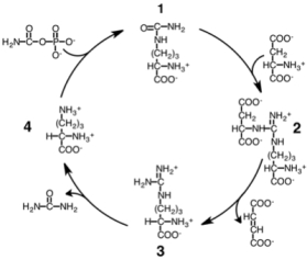 Consider the simplified diagram of the urea cycle shown below.What is the identity of the species numbered with a 3?   A) citrulline B) argininosuccinate C) arginine D) ornithine