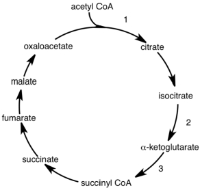 Control points of the citric acid cycle are shown by the numbers in the following diagram.Which of the following correctly describes control of the cycle>   A) Point 1 is inhibited by NADH and activated by ADP. B) Point 2 is inhibited by NADH and activated by ATP. C) Point 3 is inhibited by both NADH and ADP. D) All of the above are control points..