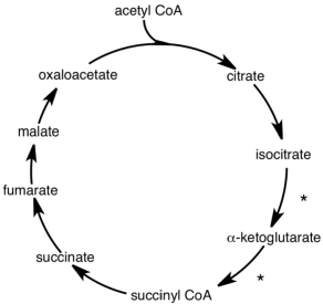 In the diagram of the citric acid cycle shown,what do the two points indicated by an asterisk have in common?   A) CO<sub>2</sub> is produced. B) NAD<sup>+</sup> is reduced. C) ATP is produced. D) All will occur.