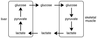 Consider the figure below.What process is depicted?   A) Cori cycle B) glycolysis C) fermentation D) glucogenolysis