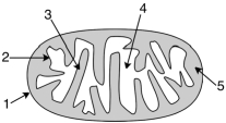 Consider the diagram of the mitochondrion shown below.During electron transport,protons (H<sup>+</sup>) are pumped into what area of the mitochondrion?   A) 2 B) 3 C) 4 D) 5