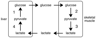 Consider the figure shown below where four different pathways are labeled 1 - 4.Which of those pathway is a fermentation process?   A) 1 B) 2 C) 3 D) 4