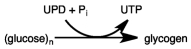 When glucose is consumed in excess,the following reaction occurs.  