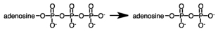  During a metabolic pathway the following reaction produced 3.00 moles of product.If  \Delta G°' for the hydrolysis of ATP is -7.3 kcal/mol,how much energy would be involved?   A) 7.3 kcal released B) 7.3 kcal absorbed C) 22 kcal absorbed D) 22 kcal released 