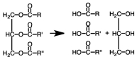 The following reaction would occur during catabolism.  
