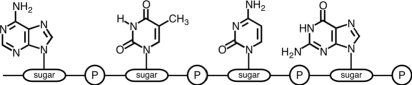 The following segment of a nucleic acid could be identified as _____ .   A) GCTQ B) ATCG C) TACG D) GCAT