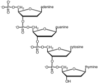  Which of the following correctly describes the segment of the nucleic acid shown?   A) This is a segment of DNA. B) It has a 3'  \rightarrow 5' phosphodiester linkage. C) The sugar involved is deoxyribose. D) All of the responses are correct. 