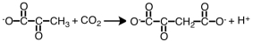 Consider the following reaction.   The enzyme that would be placed over the arrow is a _____ . A) ligase B) lyase C) hydrolase D) transferase