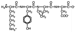 Consider the tertiary structure of a protein containing two peptides with the segments shown below.What type(s) of interaction(s) would be possible between the side chains?   A) hydrogen bonding B) hydrophobic interactions C) salt bridges D) all of the above