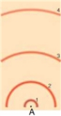 in the following model of an atom, draw a transition from the first excited state to the third excited state. Then draw a transition from the third excited state to the second excited state. Then draw a transition from the second excited state to the first excited sate. To draw these, draw the electron's motion as a line with an arrow to indicate direction and draw the photon as a wave with an arrow to indicated direction. Label the electron and photon. Label whether this is an absorption, emission, or continuous spectrum.  