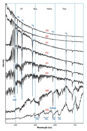   Which statement is incorrect about the above spectra  A) Hα line strength increases with decreasing stellar surface temperature from 05 to about F0 and decreases in line strength with decreasing stellar surface temperature from about F0 to M0. B) Hβ line strength increases with decreasing stellar surface temperature from 05 to about A1 and decreases in line strength with decreasing stellar surface temperature from about A1 to K0. C) Hγ line strength increases with decreasing stellar surface temperature from 05 to about K0 and decreases in line strength with decreasing stellar surface temperature from about K0 to M5. D) Hδ line strength increases with decreasing stellar surface temperature from 05 to about A1 and decreases in line strength with decreasing stellar surface temperature from about A1 to K0.