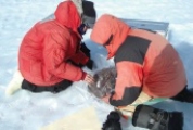   -The scientists in the picture above are placing what object in an airtight bag  A) meteor B) meteoroid C) meteorite D) asteroid