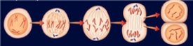   -The process shown above is ____________.  A) cell splitting B) mutation C) life formation D) copying