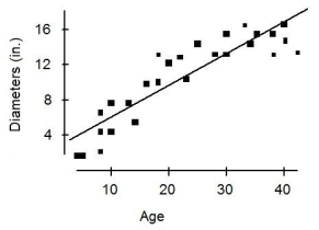 A forester would like to estimate the diameter of maple trees based on age. She gathers data from trees that have been cut and plots their diameters (in inches)  against their ages (in years) . She fits a linear model and both the scatterplot and residual plots are shown below.     Which of the following is true? A)  If we used this model to predict the diameter of a maple tree that is 50 years old, the predicted value would be too low. B)  If we used this model to predict the diameter of a maple tree that is 50 years old, the predicted value would be quite reliable. C)  Re-expressing these data by taking the logarithm of age would not improve this model. D)  If we used this model to predict the diameter of a maple tree that is 50 years old, the predicted value would be too low or it would be too high. E)  If we used this model to predict the diameter of a maple tree that is 50 years old, the predicted value would be too high, furthermore, re-expressing these data by taking the logarithm of age would improve this model. 
