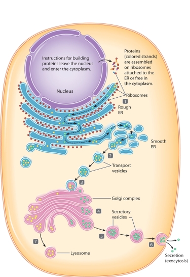    The accompanying figure relates to the secretion process for proteins by the endoplasmic reticulum. Match the steps highlighted in the figure (steps 1-7)  with the statements using the letter key below. -The smooth ER packages the secretory product into transport vesicles. A) Step 1 B) Step 2 C) Step 3 D) Step 4 E) Step 5 F) Step 6 G) Step 7