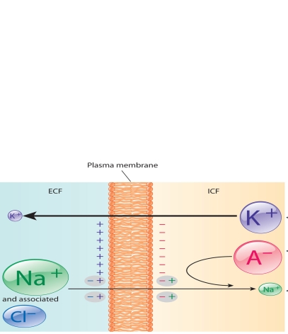    Refer to the accompanying diagram to match the following ions with the statements below. Answers may be used more than once -Ion that is pumped out of the cell by the Na-K pump. A) potassium B) sodium C) chloride D) intracellular proteins