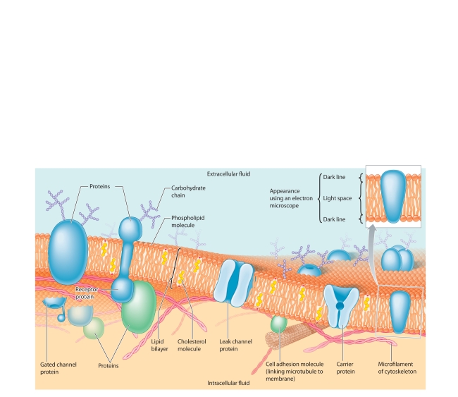 OTHER     The following seven questions are associated with the accompanying figure (above) of the plasma membrane. -Which structure performs a variety of functions?