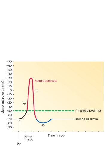 MATCHING: ART     The following questions refer to the accompanying diagram of an action potential. Segments of the action potential are labeled A-D. Match the letters to the corresponding statements below. -Time when Na-K pump reestablishes resting conditions
