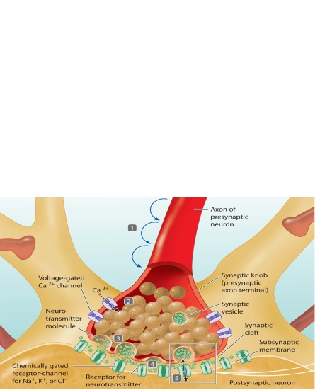    The accompanying figure relates to neurotransmitter secretion. Match the steps highlighted in the figure (steps 1-5)  with the statements using the letter key below. -Action potential reaches axon terminal A) Step 1 B) Step 2 C) Step 3 D) Step 4 E) Step 5