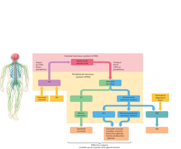    The following questions refer to the accompanying diagram of the organization of the nervous system. Six of the division have been removed and replaced with letters A-F. Match the letter with list of missing terms below to complete the diagram. -Somatic nervous system