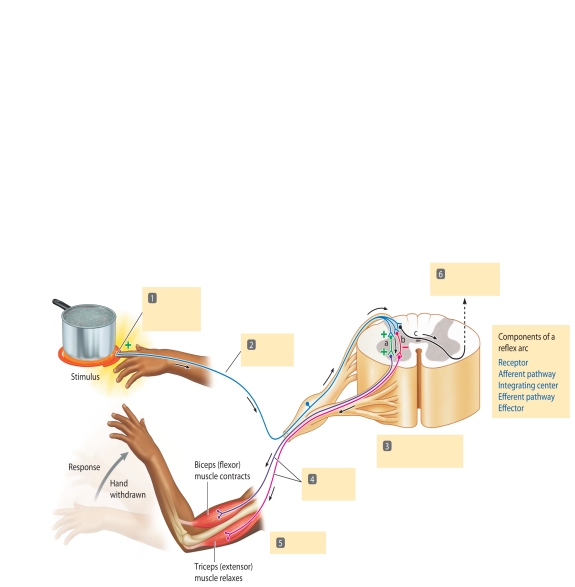   The accompanying figure relates to the diagram of the withdrawal reflex. The basic steps in the reflex are labeled in the diagram 1-6. Match the steps with the descriptions using the key below. -Action potentials generated in afferent pathway A) Step 1 B) Step 2 C) Step 3 D) Step 4 E) Step 5 F) Step 6