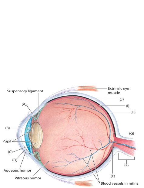    The following questions refer to the accompanying diagram of the eye. Ten of the structure labels have been removed and replaced with letters A-J. Match the letter with list of missing terms below to complete the diagram. -fovea